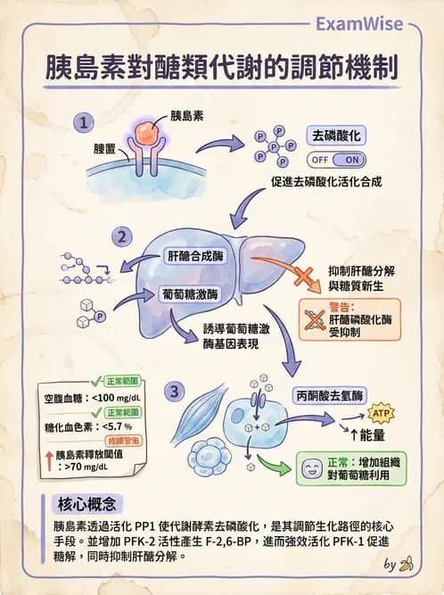 營養 - 醣類代謝 - AI 圖文解析預覽