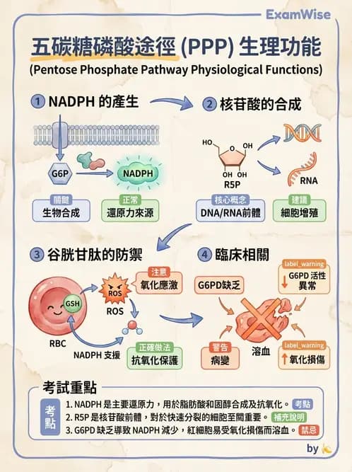 營養 - 醣類代謝 - AI 圖文解析預覽