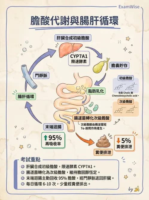 營養 - 消化系統生理學 - AI 圖文解析預覽