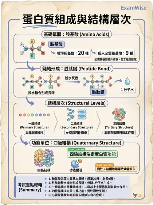 營養 - 蛋白質與胺基酸代謝 - AI 圖文解析預覽