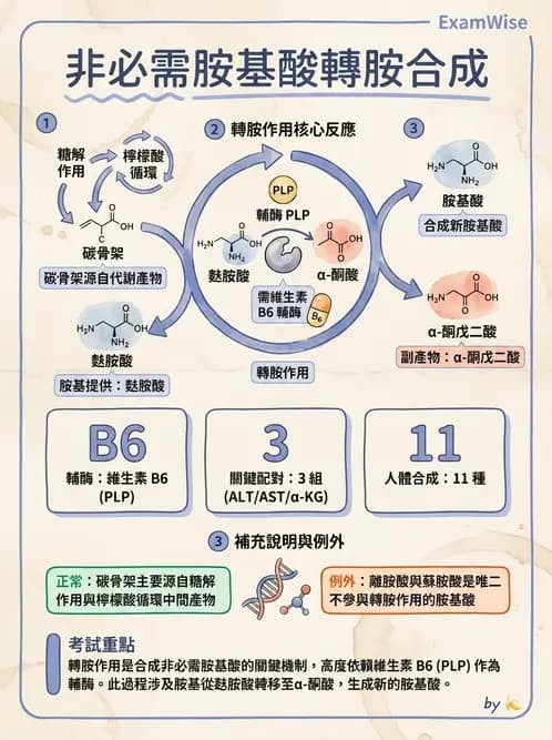 營養 - 蛋白質與胺基酸代謝 - AI 圖文解析預覽