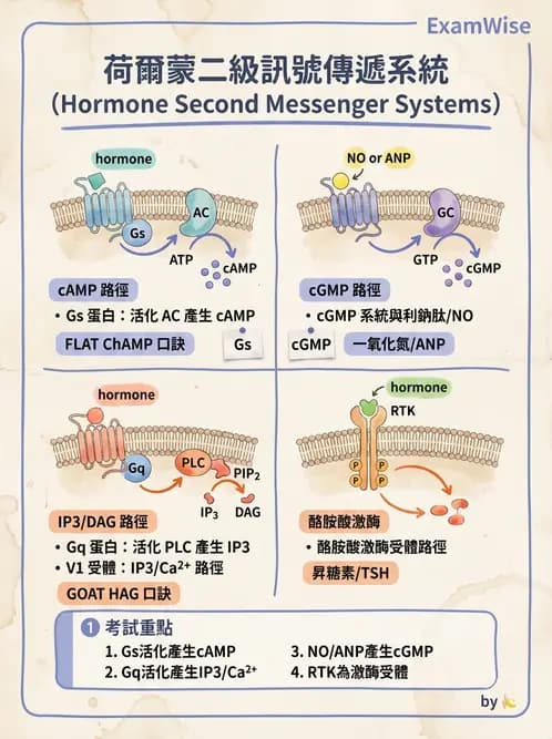 營養 - 細胞生理學 - AI 圖文解析預覽