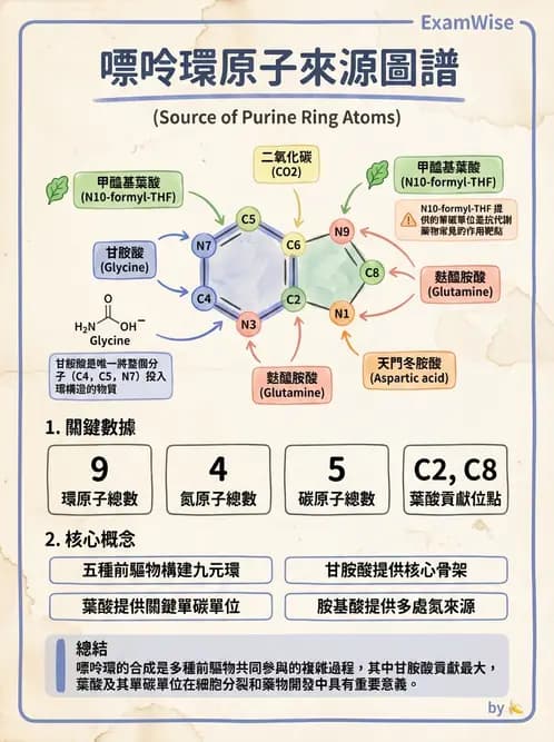 營養 - 核酸與基因表現 - AI 圖文解析預覽