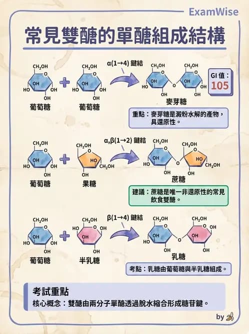 營養 - 醣類結構與膳食纖維 - AI 圖文解析預覽