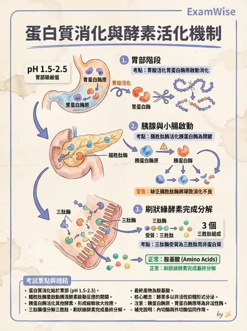 營養 - 蛋白質消化吸收與品質評估 - AI 圖文解析預覽