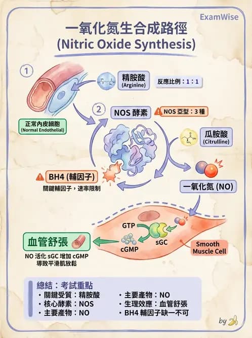 營養 - 胺基酸分類、功能與代謝 - AI 圖文解析預覽