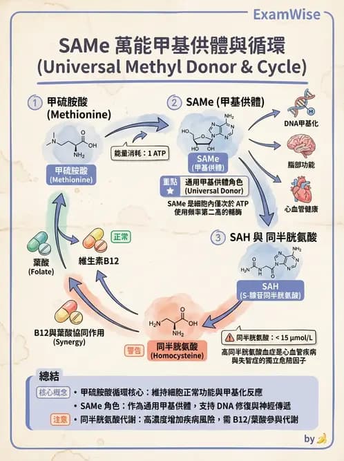 營養 - 胺基酸分類、功能與代謝 - AI 圖文解析預覽