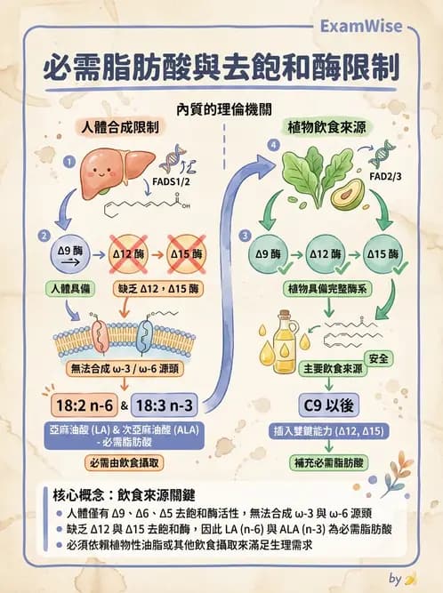 營養 - 脂肪酸種類與必需脂肪酸 - AI 圖文解析預覽