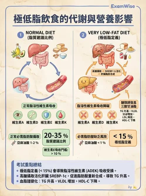 營養 - 脂肪酸種類與必需脂肪酸 - AI 圖文解析預覽
