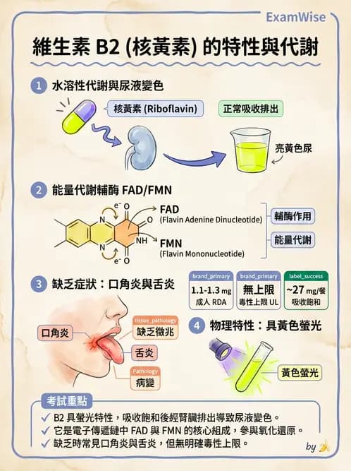 營養 - 能量代謝相關B群維生素 - AI 圖文解析預覽