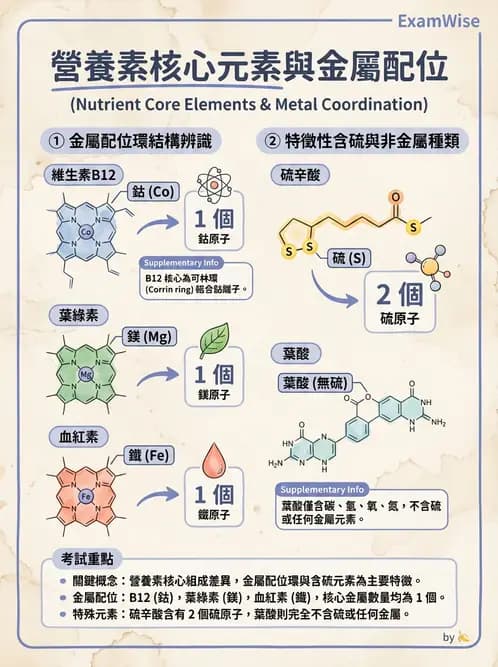 營養 - 單碳代謝與造血B群維生素 - AI 圖文解析預覽