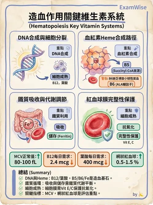 營養 - 單碳代謝與造血B群維生素 - AI 圖文解析預覽