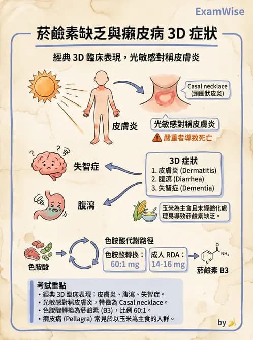 營養 - 能量代謝相關B群維生素 - AI 圖文解析預覽