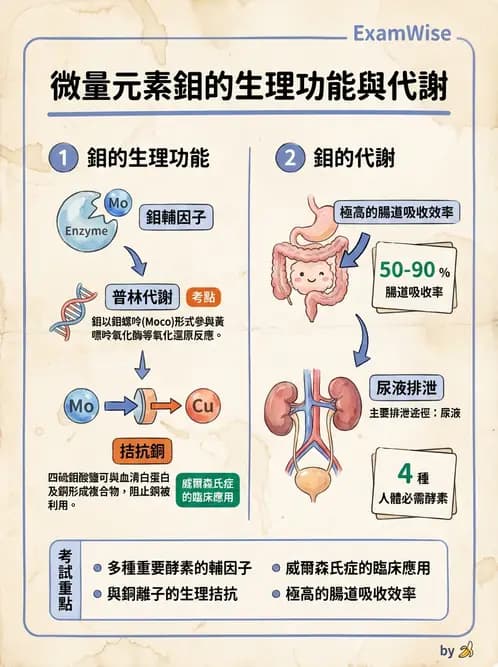 營養 - 氟、鉻及其他微量礦物質 - AI 圖文解析預覽