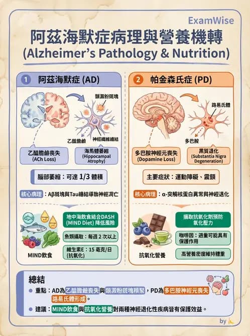 營養 - 當代營養學相關議題 - AI 圖文解析預覽