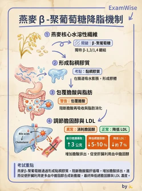 營養 - 醣類結構與膳食纖維 - AI 圖文解析預覽