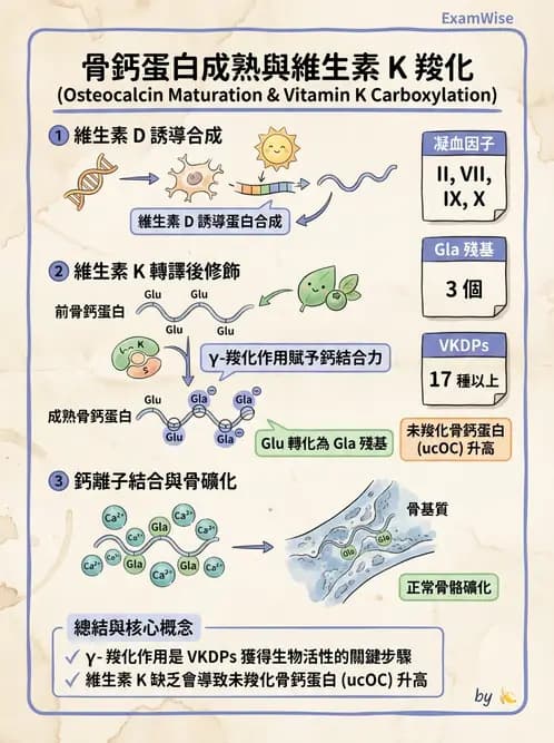 營養 - 骨骼與關節疾病 - AI 圖文解析預覽