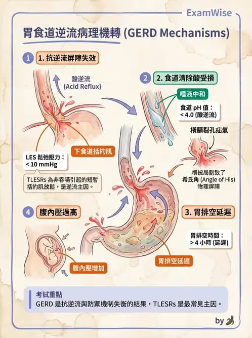 營養 - 腸胃道疾病 - AI 圖文解析預覽