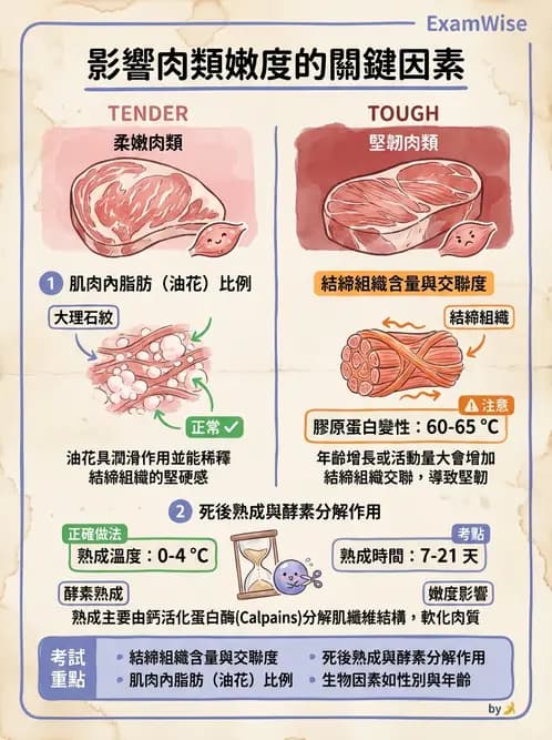 營養 - 動植物性食材製備原理 - AI 圖文解析預覽