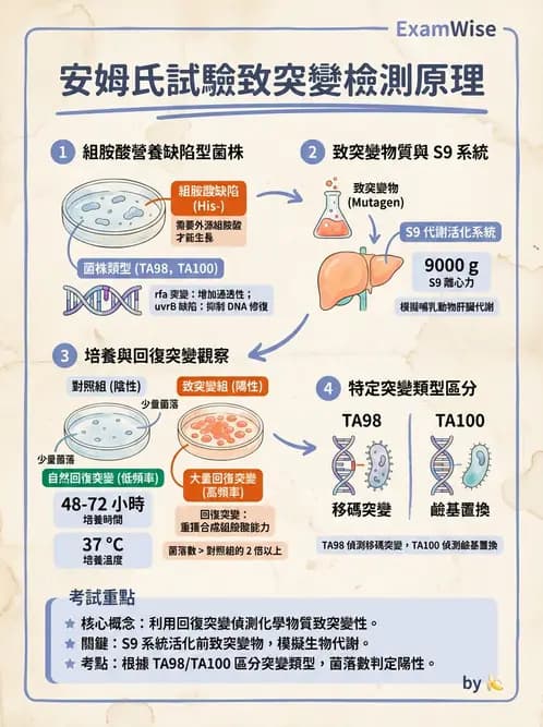 營養 - 食品安全性評估 - AI 圖文解析預覽
