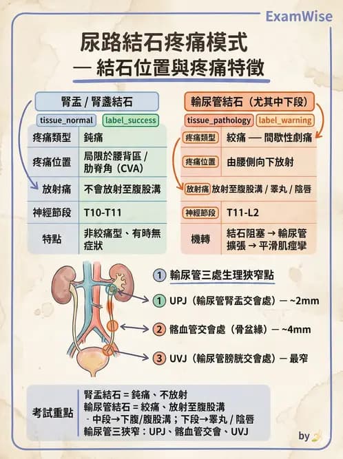 專師 - 泌尿道結石 - AI 圖文解析預覽