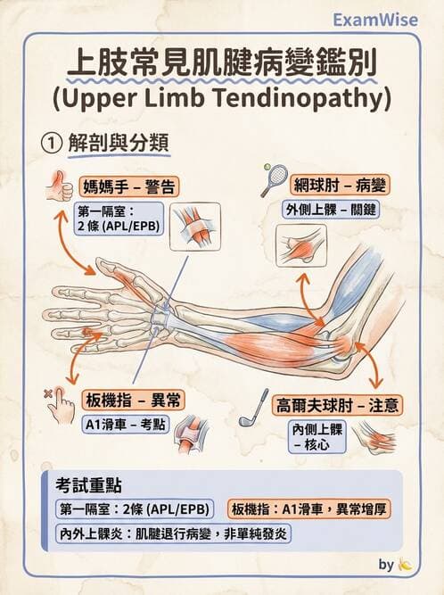 專師 - 上肢與手部疾病 - AI 圖文解析預覽