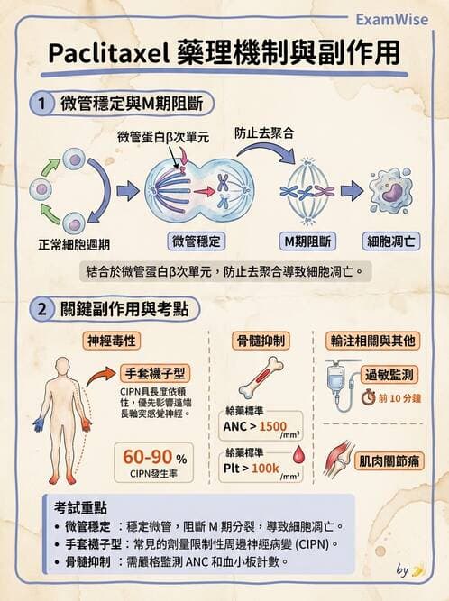 專師 - 乳癌與婦癌 - AI 圖文解析預覽