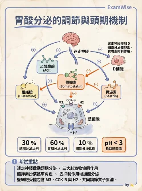 營養 - 消化系統生理學 - AI 圖文解析預覽