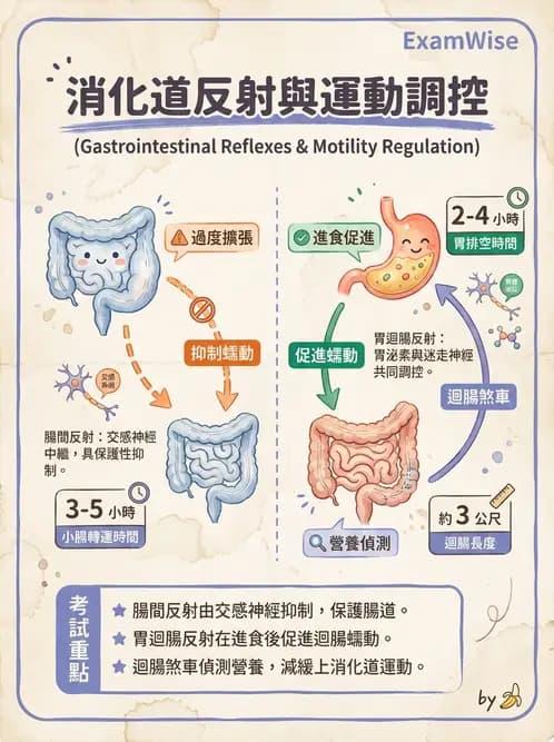 營養 - 消化系統生理學 - AI 圖文解析預覽