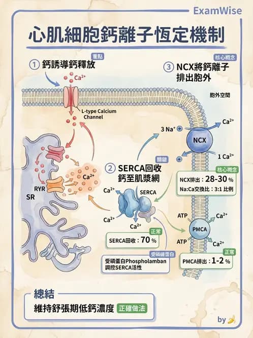 營養 - 心血管系統生理學 - AI 圖文解析預覽