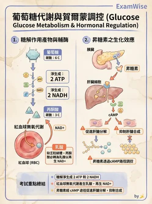 營養 - 醣類代謝 - AI 圖文解析預覽