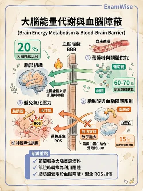 營養 - 脂質代謝 - AI 圖文解析預覽