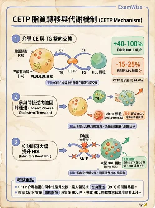 營養 - 脂質代謝 - AI 圖文解析預覽