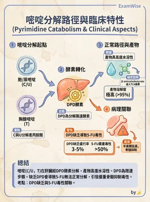 營養 - 核酸與基因表現 - AI 圖文解析預覽