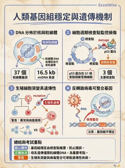 營養 - 核酸與基因表現 - AI 圖文解析預覽