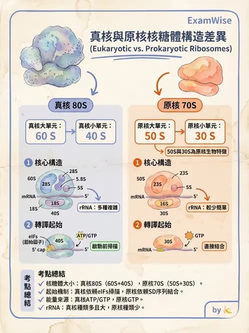 營養 - 核酸與基因表現 - AI 圖文解析預覽