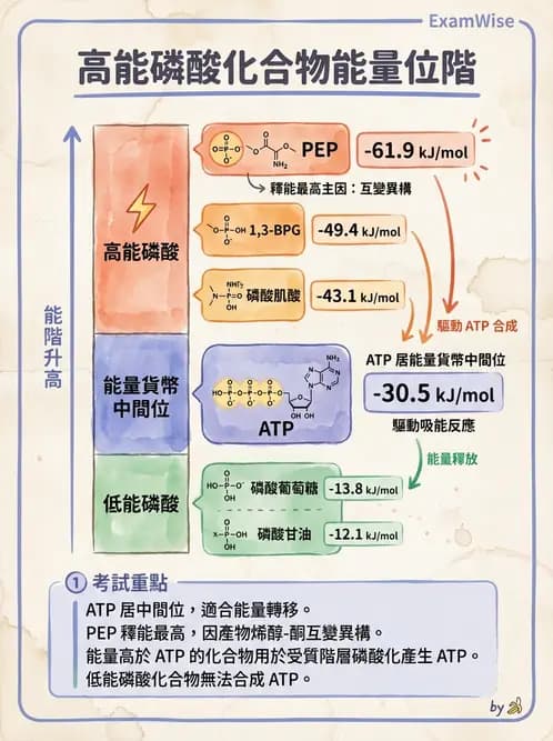營養 - 能量代謝 - AI 圖文解析預覽