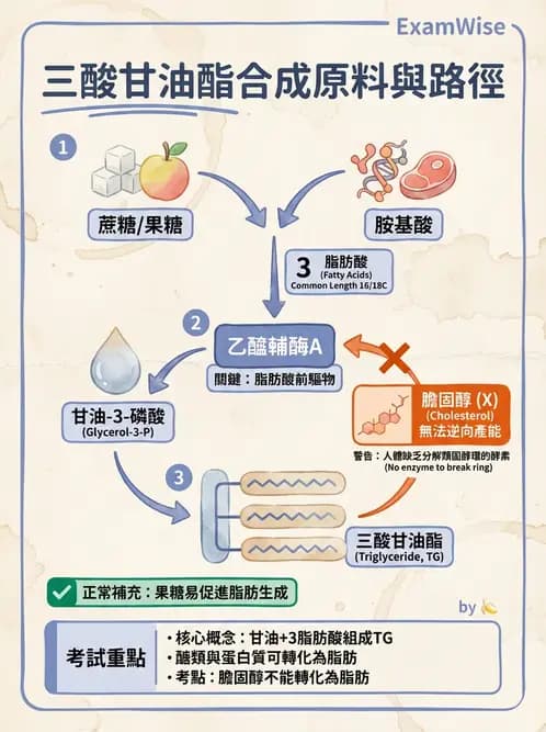 營養 - 脂蛋白與膽固醇代謝 - AI 圖文解析預覽