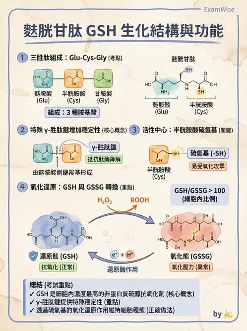 營養 - 胺基酸分類、功能與代謝 - AI 圖文解析預覽