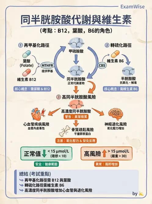 營養 - 單碳代謝與造血B群維生素 - AI 圖文解析預覽