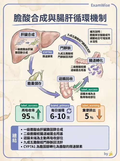 營養 - 脂質消化吸收與膽汁 - AI 圖文解析預覽
