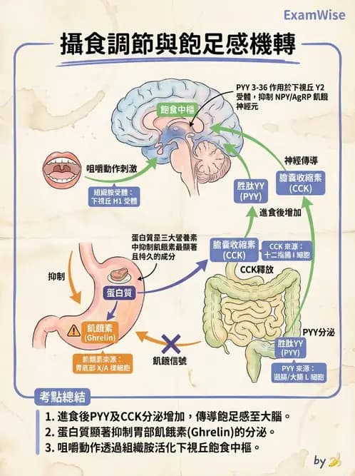 營養 - 能量平衡與食慾控制 - AI 圖文解析預覽