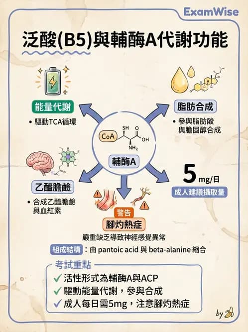 營養 - 維生素C與其他水溶性維生素 - AI 圖文解析預覽