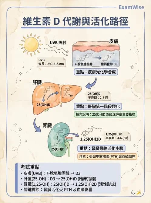 營養 - 維生素D - AI 圖文解析預覽