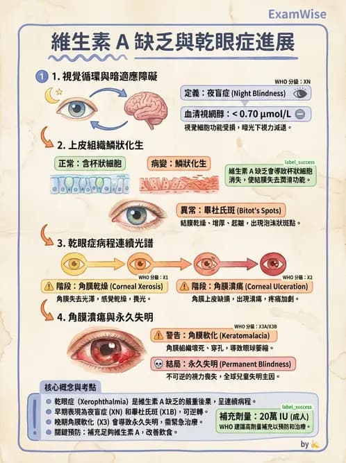 營養 - 維生素A - AI 圖文解析預覽
