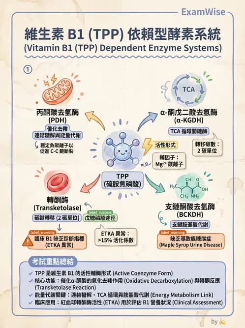 營養 - 能量代謝相關B群維生素 - AI 圖文解析預覽