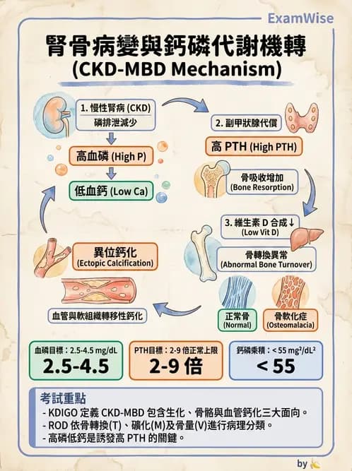 營養 - 腎臟疾病飲食治療 - AI 圖文解析預覽