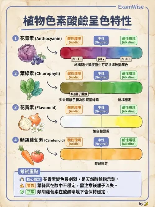 營養 - 動植物性食材製備原理 - AI 圖文解析預覽