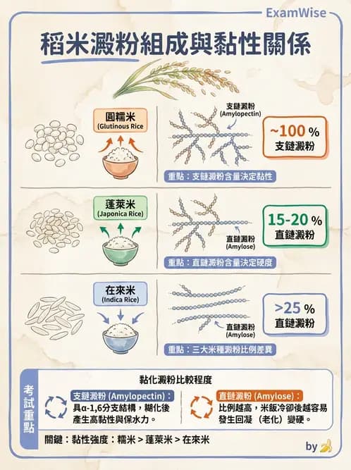 營養 - 穀類、澱粉與麵粉製備原理 - AI 圖文解析預覽