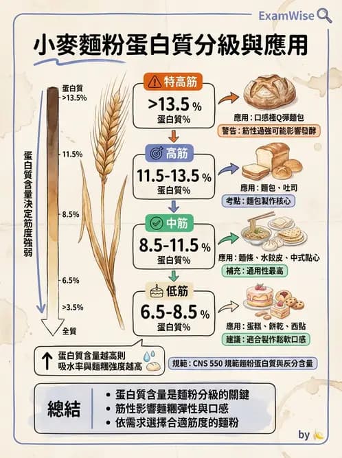 營養 - 穀類、澱粉與麵粉製備原理 - AI 圖文解析預覽